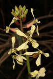 Eruca vesicaria subsp. sativa RCP4-2019 (86).JPG